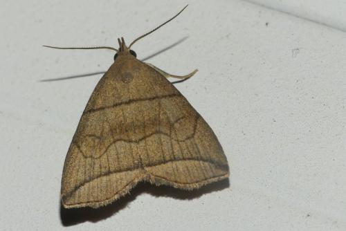 Herminia grisealis